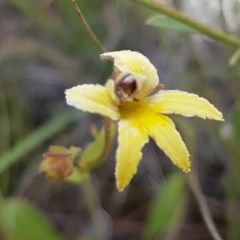 Goodenia paradoxa (Spur Goodenia) at Mitchell, ACT - 8 Dec 2020 by trevorpreston