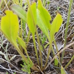 Goodenia paradoxa at Mitchell, ACT - 8 Dec 2020 11:02 AM