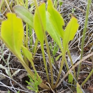 Velleia paradoxa at Mitchell, ACT - 8 Dec 2020