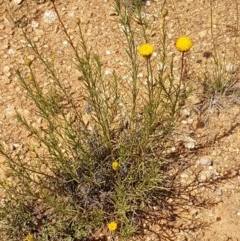 Rutidosis leptorhynchoides (Button Wrinklewort) at Mitchell, ACT - 8 Dec 2020 by tpreston