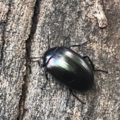 Chalcopteroides spectabilis (Rainbow darkling beetle) at Lyneham, ACT - 7 Dec 2020 by MattFox