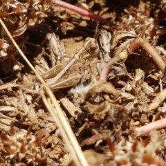 Austroicetes sp. (genus) (A grasshopper) at Mitchell, ACT - 8 Dec 2020 by trevorpreston