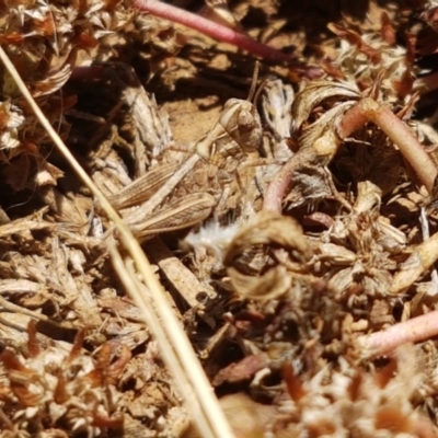 Austroicetes sp. (genus) (A grasshopper) at Mitchell, ACT - 8 Dec 2020 by trevorpreston