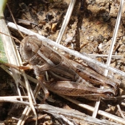 Brachyexarna lobipennis (Stripewinged meadow grasshopper) at Crace Grasslands - 7 Dec 2020 by tpreston
