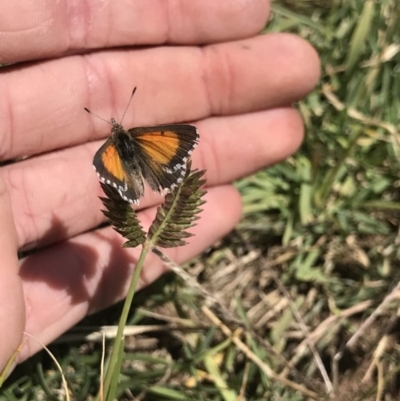 Lucia limbaria (Chequered Copper) at Crace Grasslands - 8 Dec 2020 by MattFox