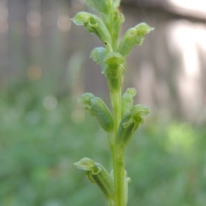 Microtis unifolia at Conder, ACT - 18 Nov 2020