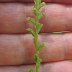 Microtis unifolia at Conder, ACT - 18 Nov 2020