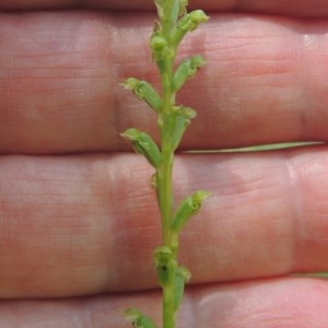 Microtis unifolia at Conder, ACT - 18 Nov 2020