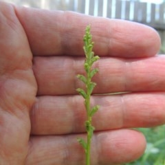 Microtis unifolia at Conder, ACT - 18 Nov 2020