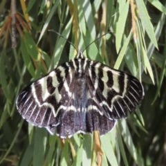 Comocrus behri (Mistletoe Day Moth) at Majura, ACT - 8 Dec 2020 by Owen