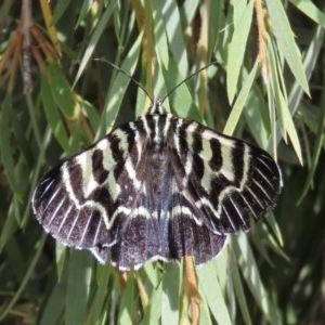 Comocrus behri at Majura, ACT - 8 Dec 2020 11:57 AM