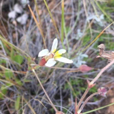 Goodenia paradoxa at Crace Grasslands - 8 Dec 2020 by NedJohnston