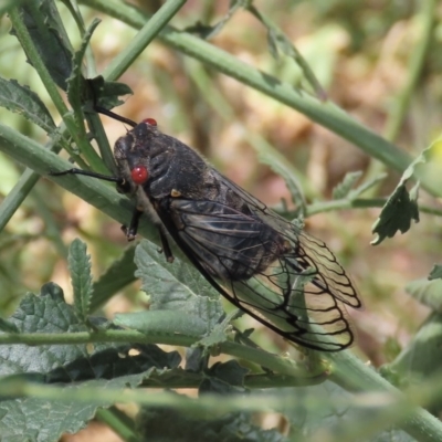 Psaltoda moerens (Redeye cicada) at Mount Ainslie - 8 Dec 2020 by owenh