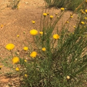 Rutidosis leptorhynchoides at Mitchell, ACT - 8 Dec 2020