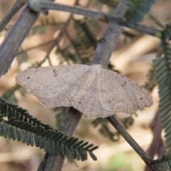 Dissomorphia australiaria (Dashed Geometrid, Ennominae) at Majura, ACT - 8 Dec 2020 by owenh