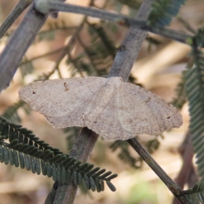 Dissomorphia australiaria (Dashed Geometrid, Ennominae) at Mount Ainslie - 8 Dec 2020 by Owen