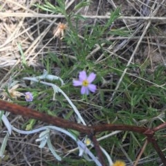 Vittadinia muelleri (Narrow-leafed New Holland Daisy) at Mitchell, ACT - 8 Dec 2020 by NedJohnston