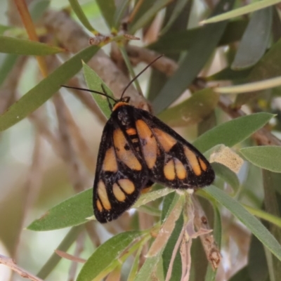 Amata (genus) (Handmaiden Moth) at Mount Ainslie - 8 Dec 2020 by owenh