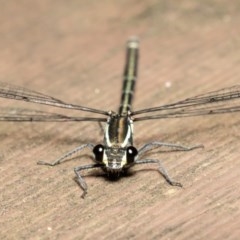 Austroargiolestes icteromelas (Common Flatwing) at ANBG - 8 Dec 2020 by Roger