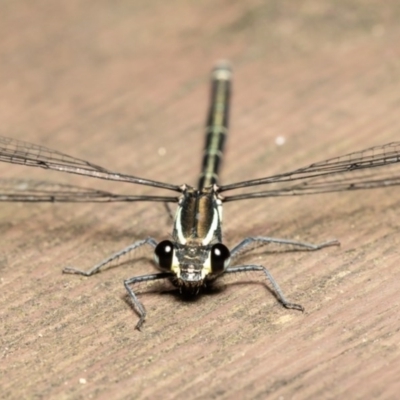 Austroargiolestes icteromelas (Common Flatwing) at ANBG - 8 Dec 2020 by Roger