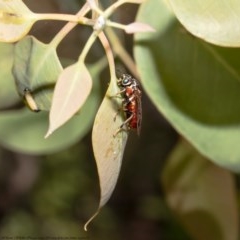 Pergagrapta sp. (genus) (A sawfly) at Aranda Bushland - 8 Dec 2020 by Roger