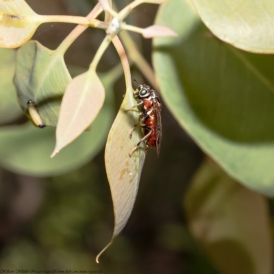 Pergagrapta spinolae (A sawfly) at Holt, ACT - 8 Dec 2020 by Roger