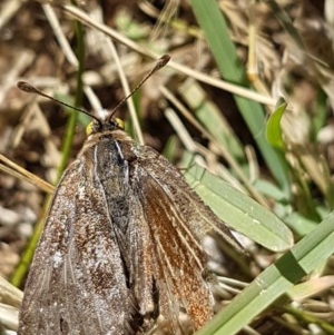 Synemon plana at Griffith, ACT - 8 Dec 2020 03:04 PM