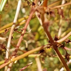 Rumex dumosus at Griffith, ACT - 8 Dec 2020 03:45 PM