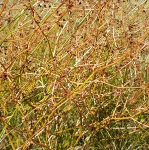 Rumex dumosus at Griffith, ACT - 8 Dec 2020