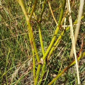 Rumex dumosus at Griffith, ACT - 8 Dec 2020 03:45 PM