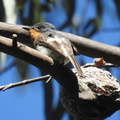 Myiagra cyanoleuca (Satin Flycatcher) at Uriarra Village, ACT - 4 Dec 2020 by Liam.m