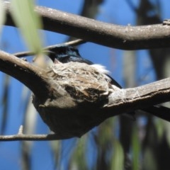 Myiagra cyanoleuca at Uriarra Village, ACT - 5 Dec 2020 09:38 AM