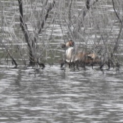 Podiceps cristatus (Great Crested Grebe) at Cotter Reservoir - 5 Dec 2020 by Liam.m