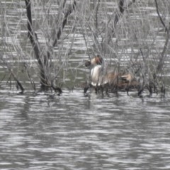 Podiceps cristatus (Great Crested Grebe) at Uriarra Village, ACT - 5 Dec 2020 by Liam.m