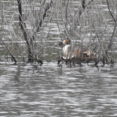 Podiceps cristatus (Great Crested Grebe) at Lower Cotter Catchment - 5 Dec 2020 by Liam.m