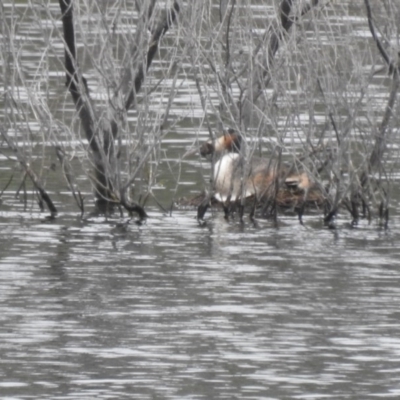 Podiceps cristatus (Great Crested Grebe) at Uriarra Village, ACT - 5 Dec 2020 by Liam.m