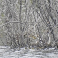 Podiceps cristatus at Uriarra Village, ACT - 5 Dec 2020