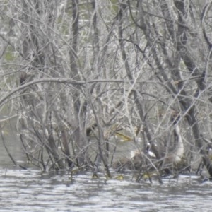 Podiceps cristatus at Uriarra Village, ACT - 5 Dec 2020 01:36 PM