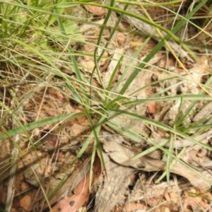 Arthropodium milleflorum at Cotter River, ACT - 5 Dec 2020 11:47 AM