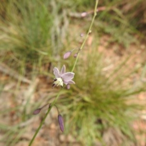 Arthropodium milleflorum at Cotter River, ACT - 5 Dec 2020 11:47 AM