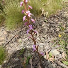 Stylidium armeria subsp. armeria (thrift trigger plant) at Cotter River, ACT - 5 Dec 2020 by Liam.m