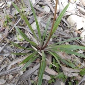 Stylidium armeria subsp. armeria at Cotter River, ACT - 5 Dec 2020