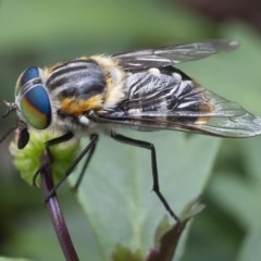 Scaptia sp. (genus) (March fly) at QPRC LGA - 7 Dec 2020 by WHall