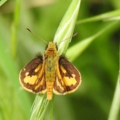 Ocybadistes walkeri (Green Grass-dart) at Macarthur, ACT - 8 Dec 2020 by Liam.m