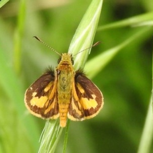 Ocybadistes walkeri at Macarthur, ACT - 8 Dec 2020