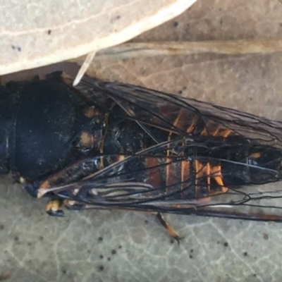 Yoyetta robertsonae (Clicking Ambertail) at Mitchell, ACT - 7 Dec 2020 by Ned_Johnston