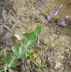 Veronica perfoliata (Digger's Speedwell) at Cotter River, ACT - 5 Dec 2020 by Liam.m