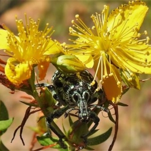 Chrysolopus spectabilis at Coree, ACT - 8 Dec 2020