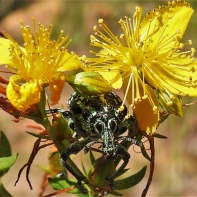 Chrysolopus spectabilis (Botany Bay Weevil) at Coree, ACT - 8 Dec 2020 by JohnBundock