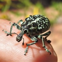 Chrysolopus spectabilis at Coree, ACT - 8 Dec 2020